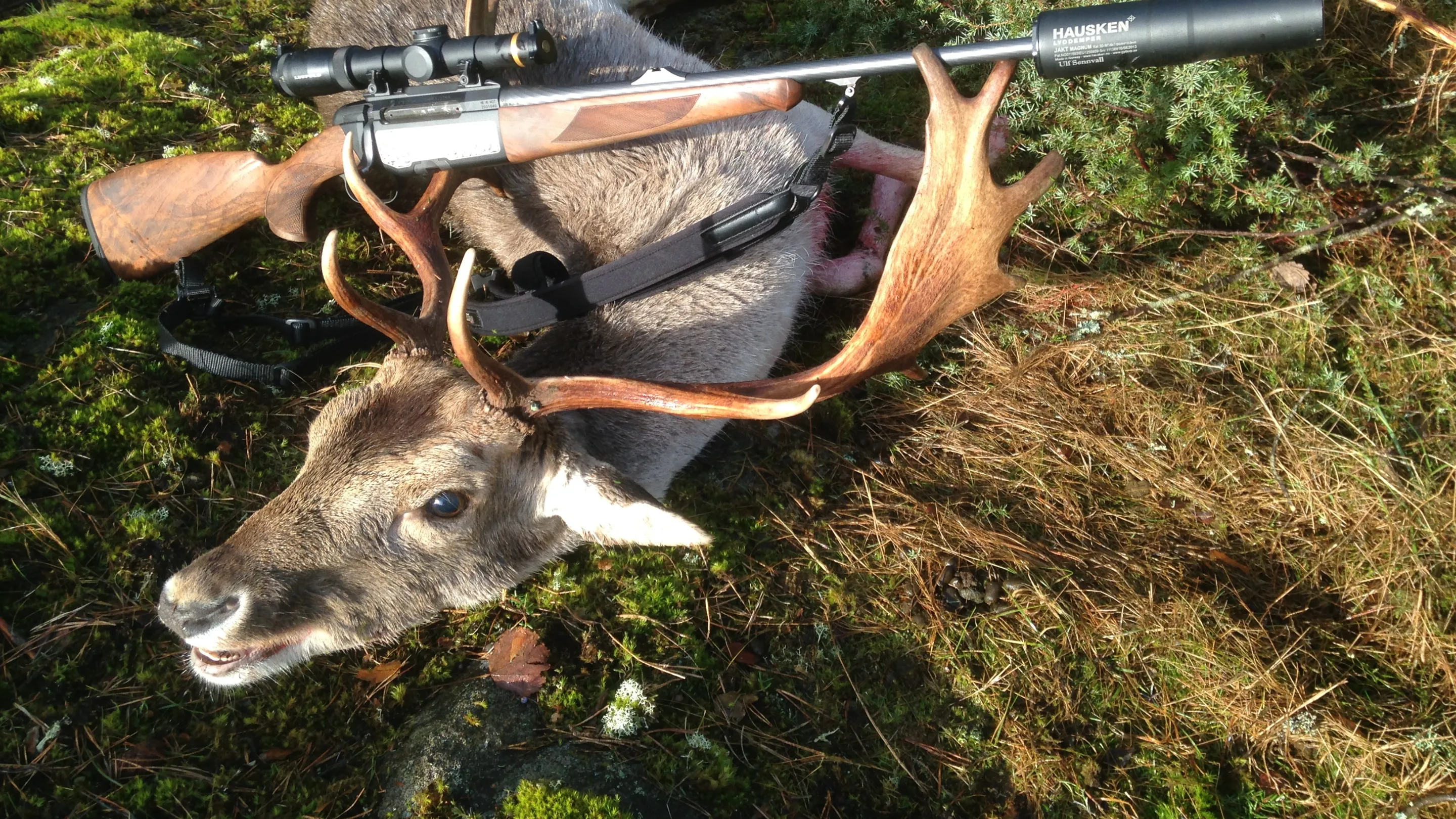 Finoman megmunkált vadászfegyver egy elejtett vad mellett a mohos erdőben.