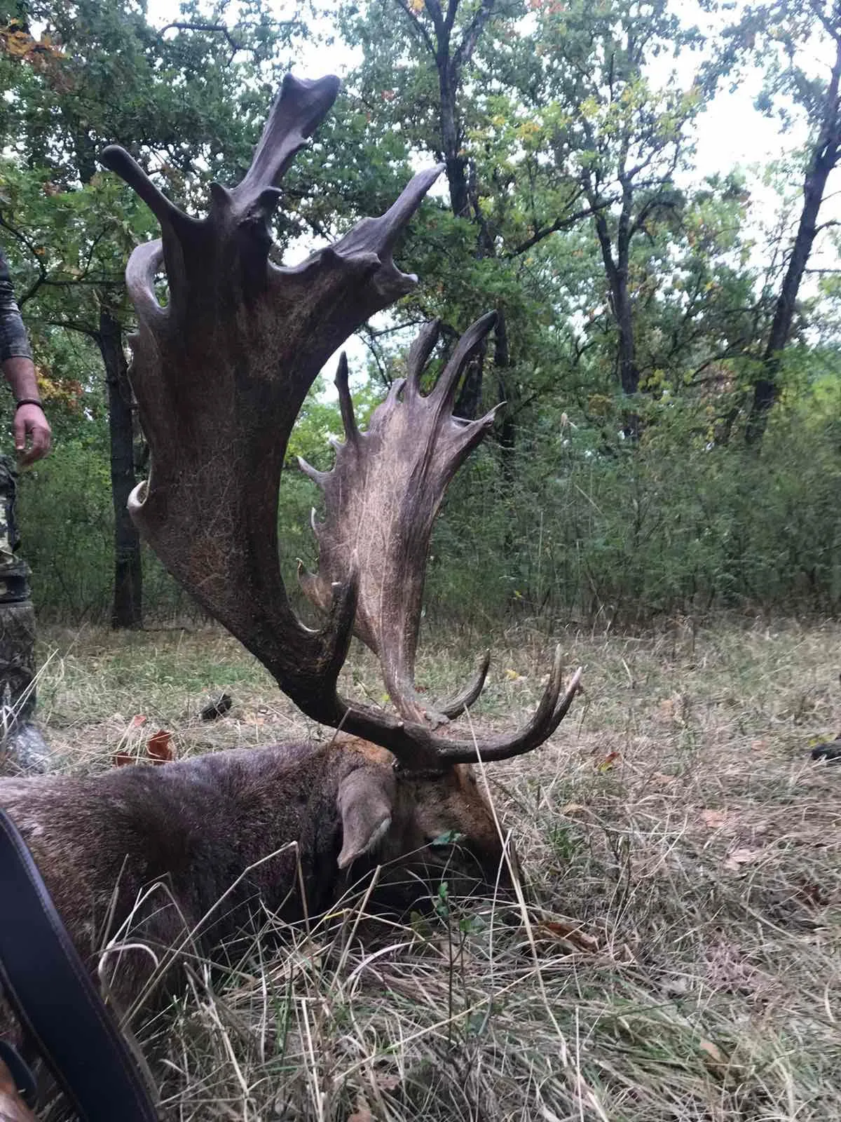 Kapitális, lapátos dámbika a magyar tölgyesben.